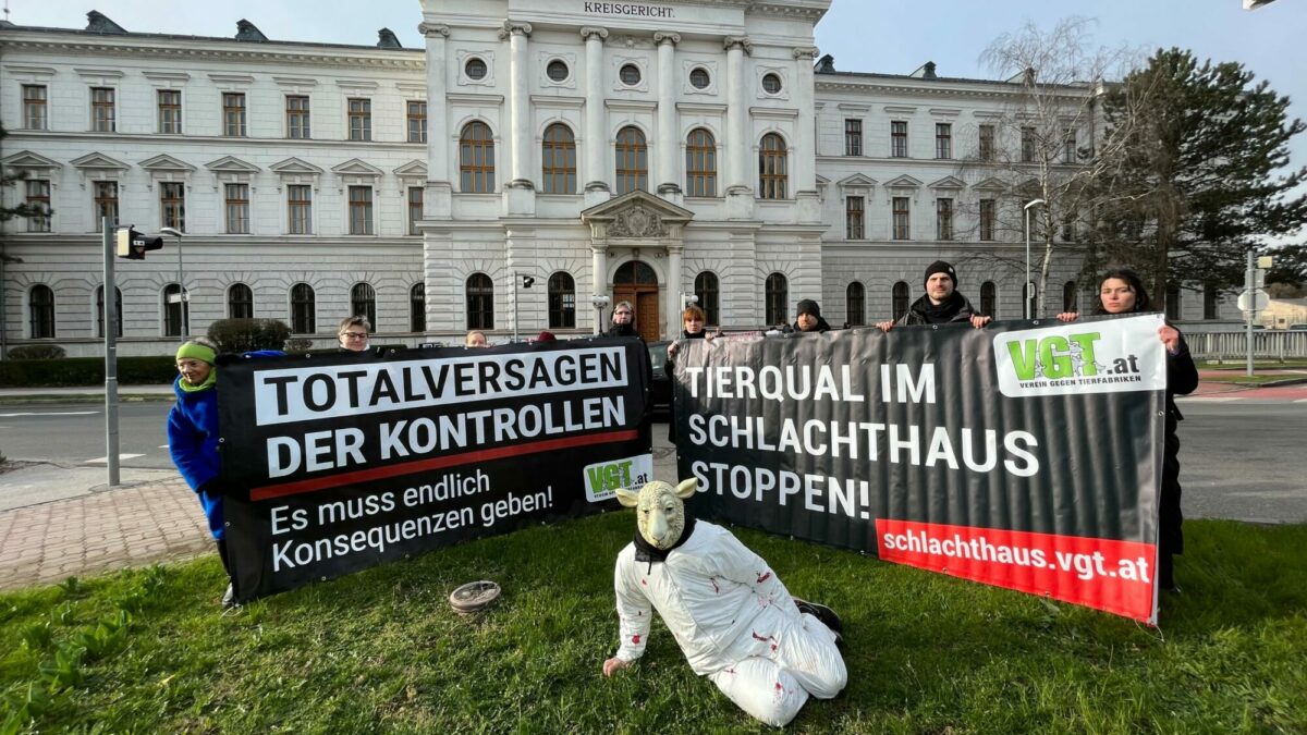 Verein-Gegen-Tierfabriken-demonstriert-vor-Gerichtsprozess-in-Wr-Neustadt