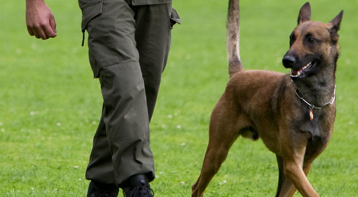 Militärhund / Foto: Bundesheer/GREBIEN