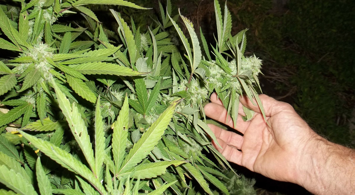 Cannabis-Pflanzen / Foto: Symbolbild / pixabay