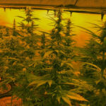 Cannabis-Plantage / Foto: LPD NÖ