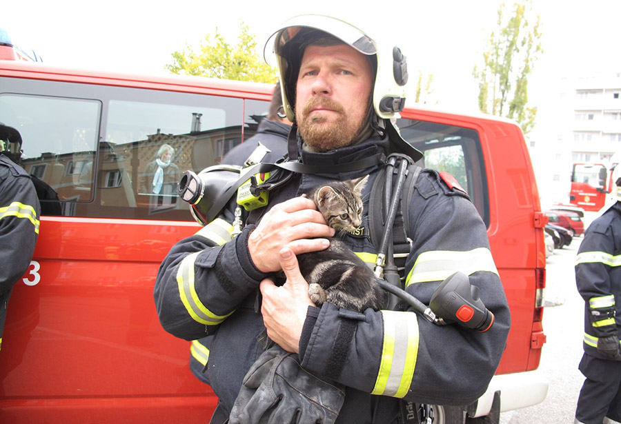 Gerettete Katze / Foto: Presseteam Feuerwehr Wiener Neustadt