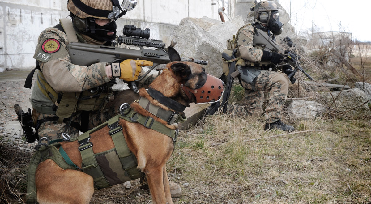 Militaerhund-Jagkommando-Wiener-Neustadt / Foto: Bundesheer/HARALD MINICH