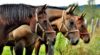 Pferde auf der Koppel / Foto: Jerzy Górecki / Pixabay 