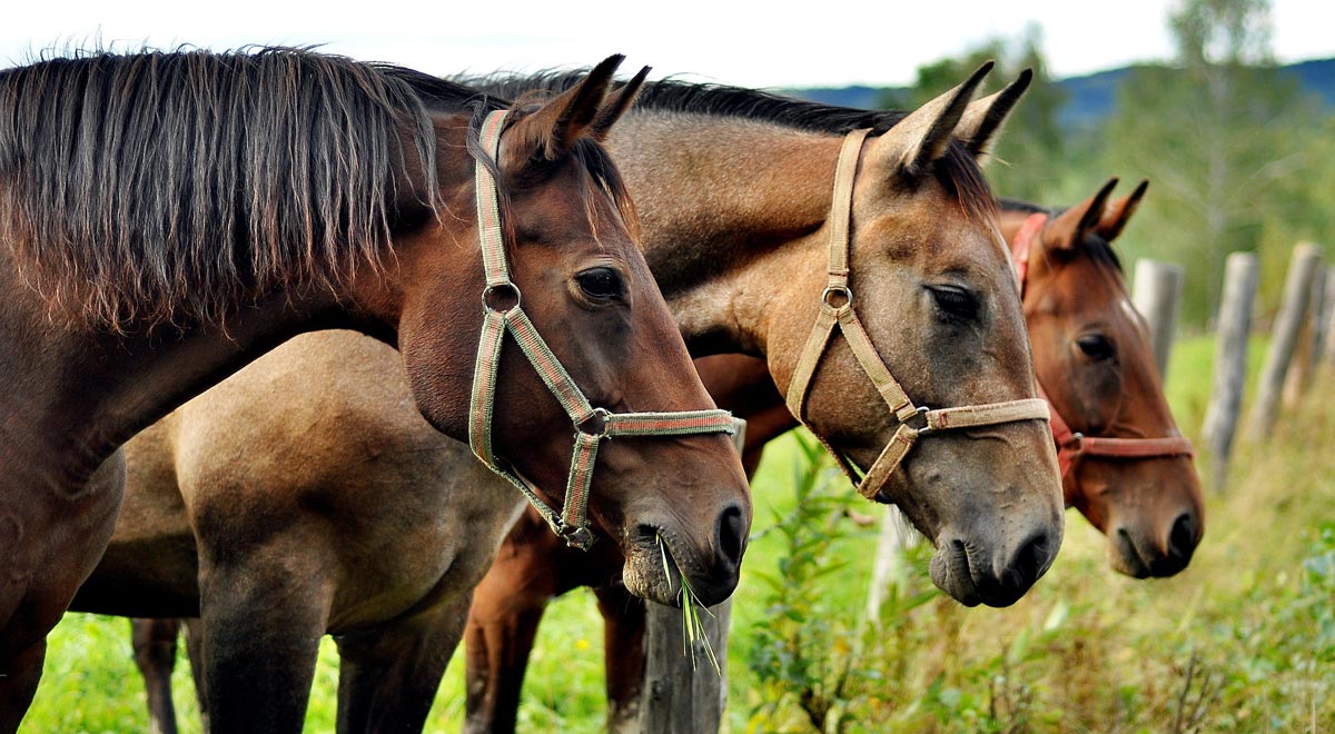 Pferde auf der Koppel / Foto: Jerzy Górecki / Pixabay 