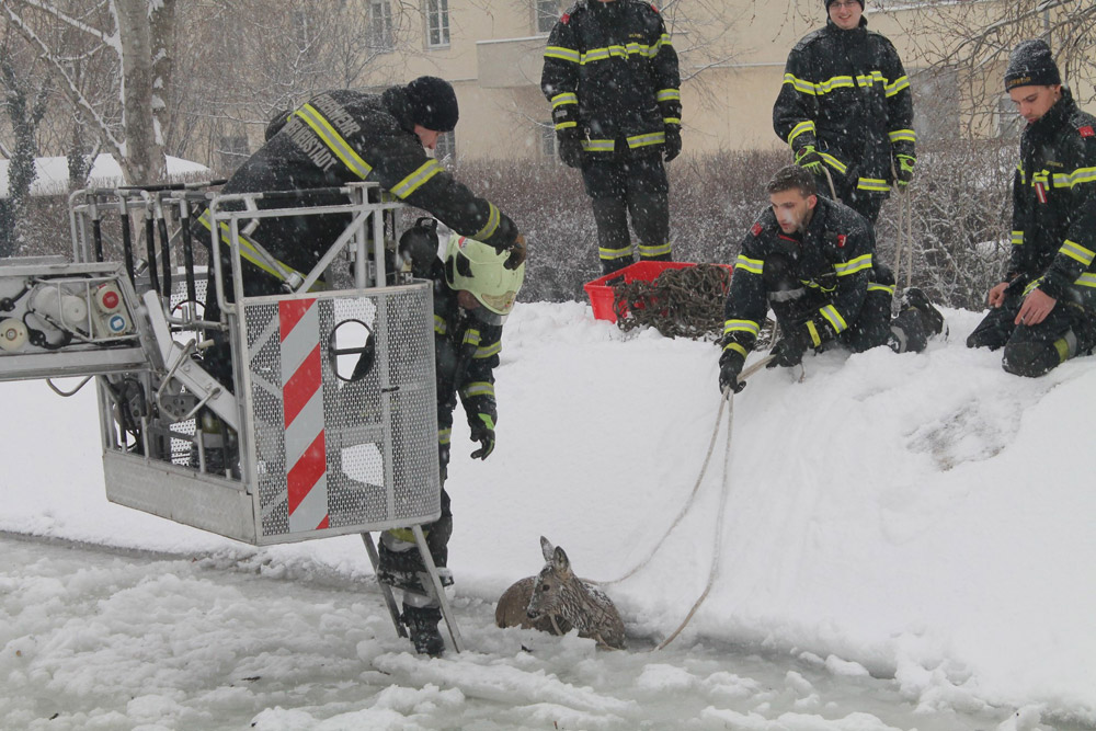 Rettung mit Drehleiter / Foto: Presseteam Feuerwehr Wiener Neustadt