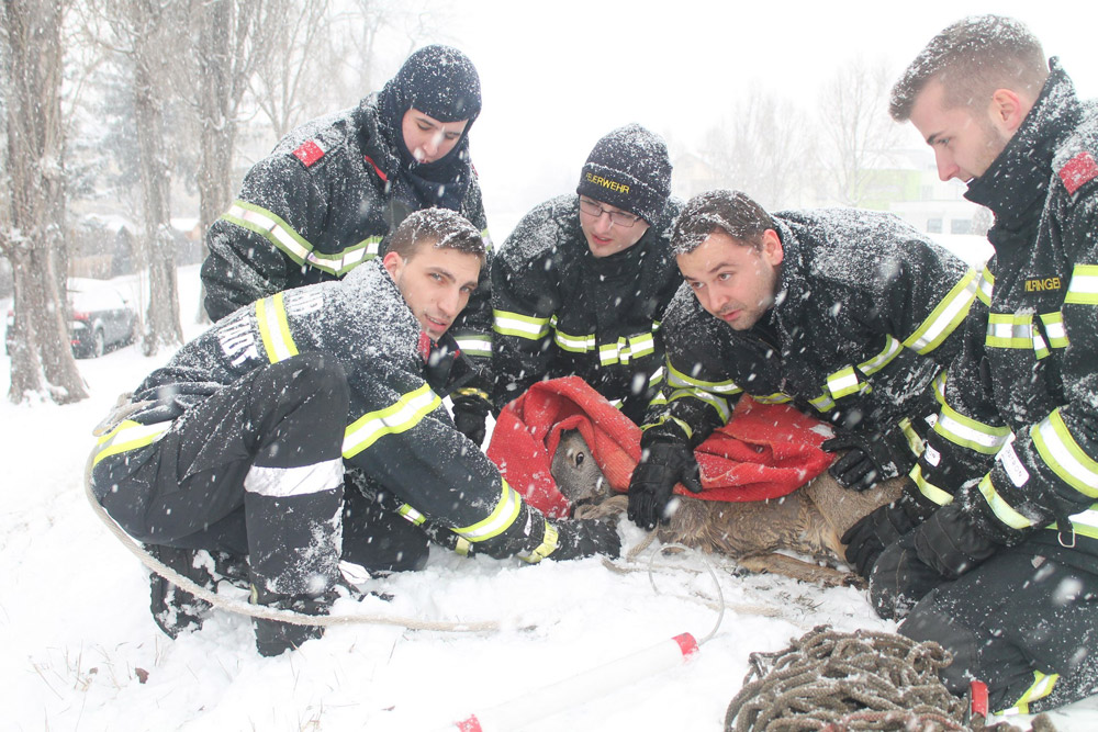 Rettungsmannschaft mit Reh / Foto: Presseteam Feuerwehr Wiener Neustadt