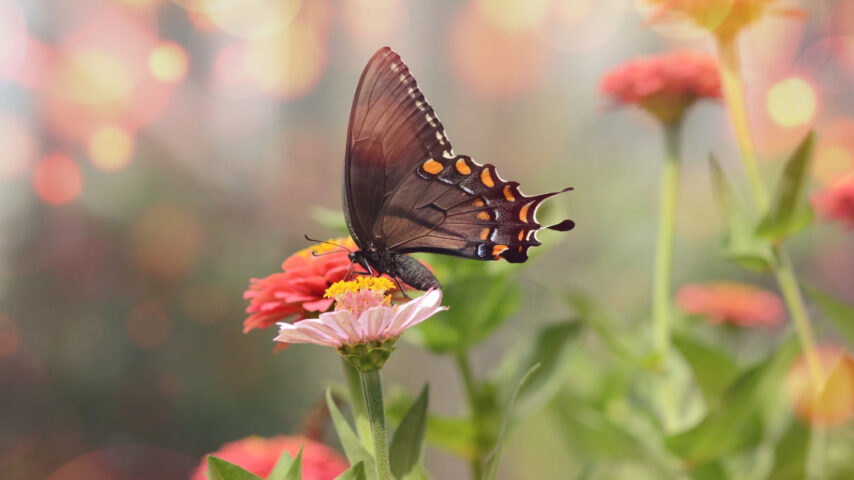 Schmetterling auf einer Blume / Foto: wirestock / freepik
