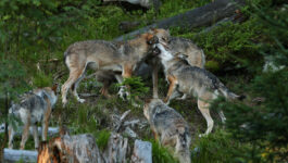 Wolfsrudel / Foto: freepik